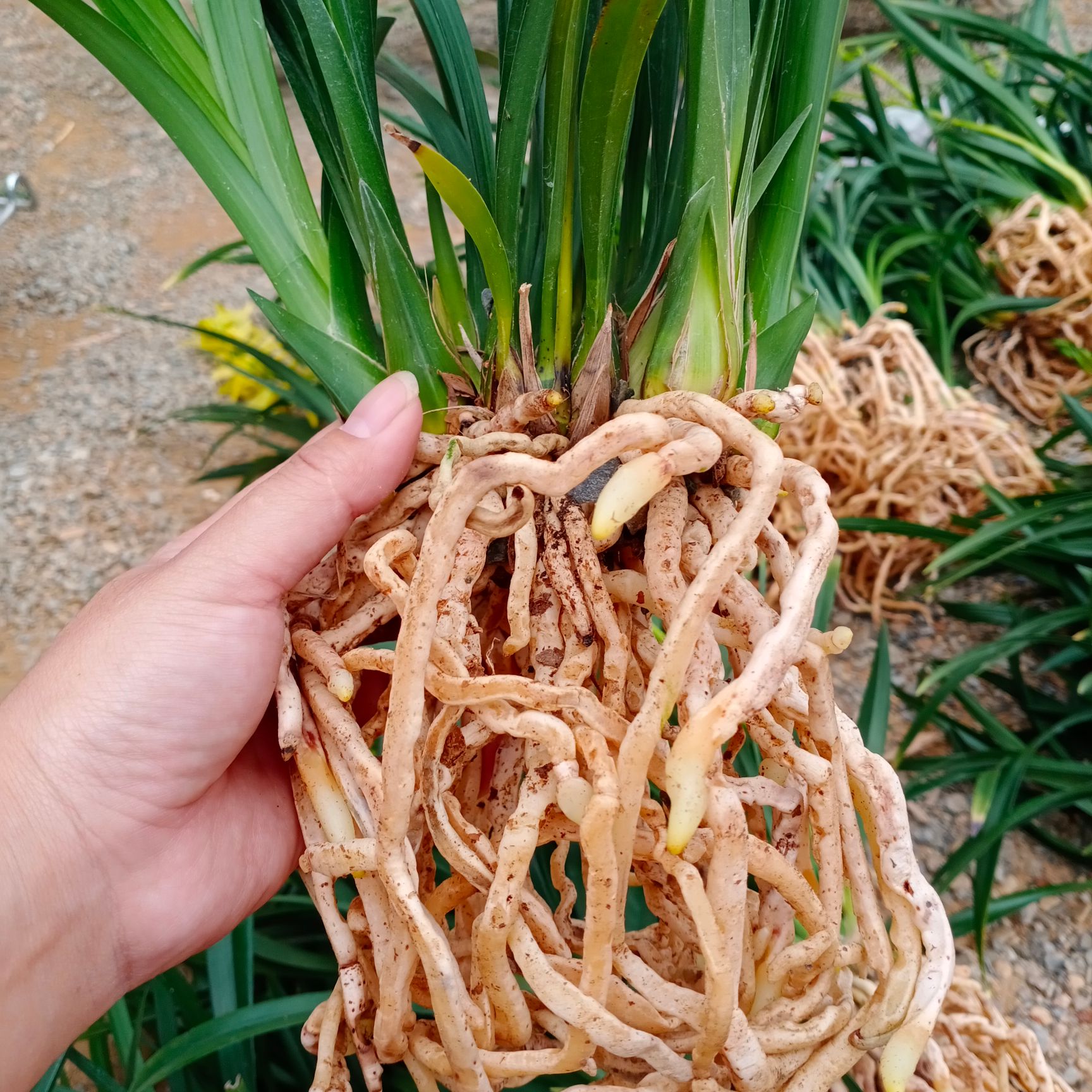 绿翡翠兰花苗黄色浓香杂交兰 盆栽绿植室兰草带花苞