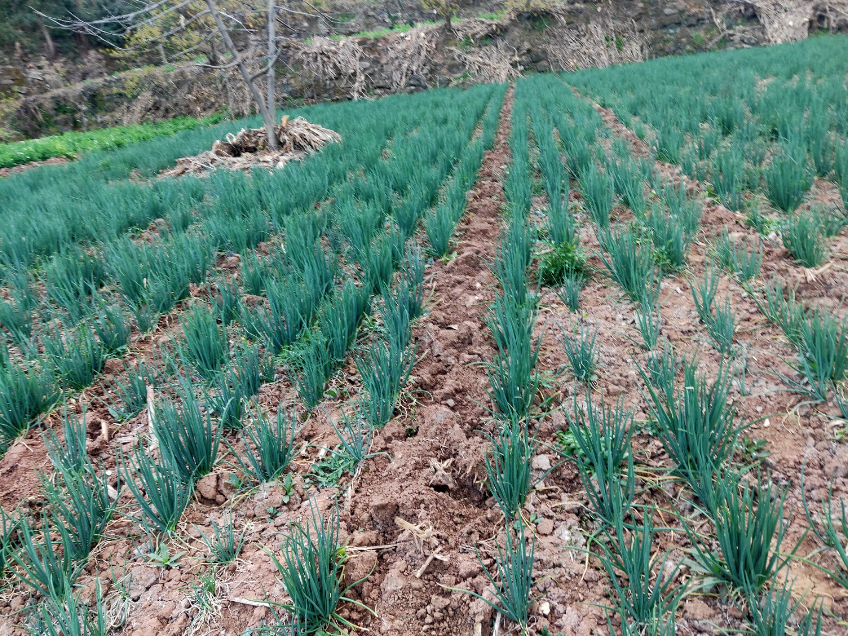 火葱 小葱 有需要可以联系我