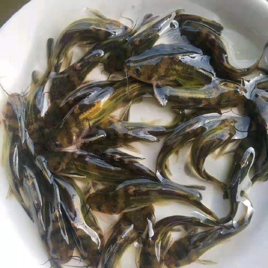 大量优质黄骨鱼苗出售，淡水黄颡鱼苗批发鱼苗抗病力强，