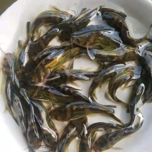 东莞市大量优质黄骨鱼苗出售，淡水黄颡鱼苗批发鱼苗抗病力强，