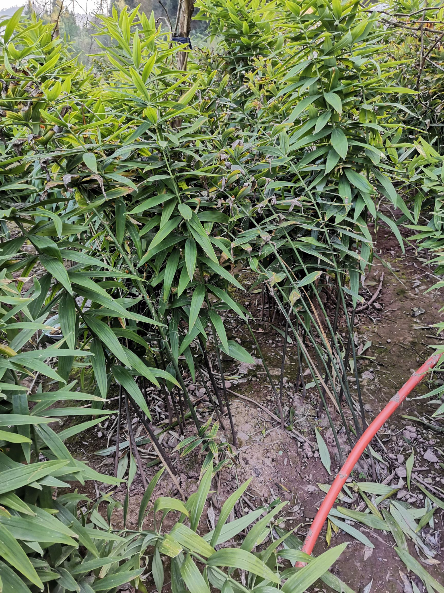 黄精种苗2年种苗，芽头