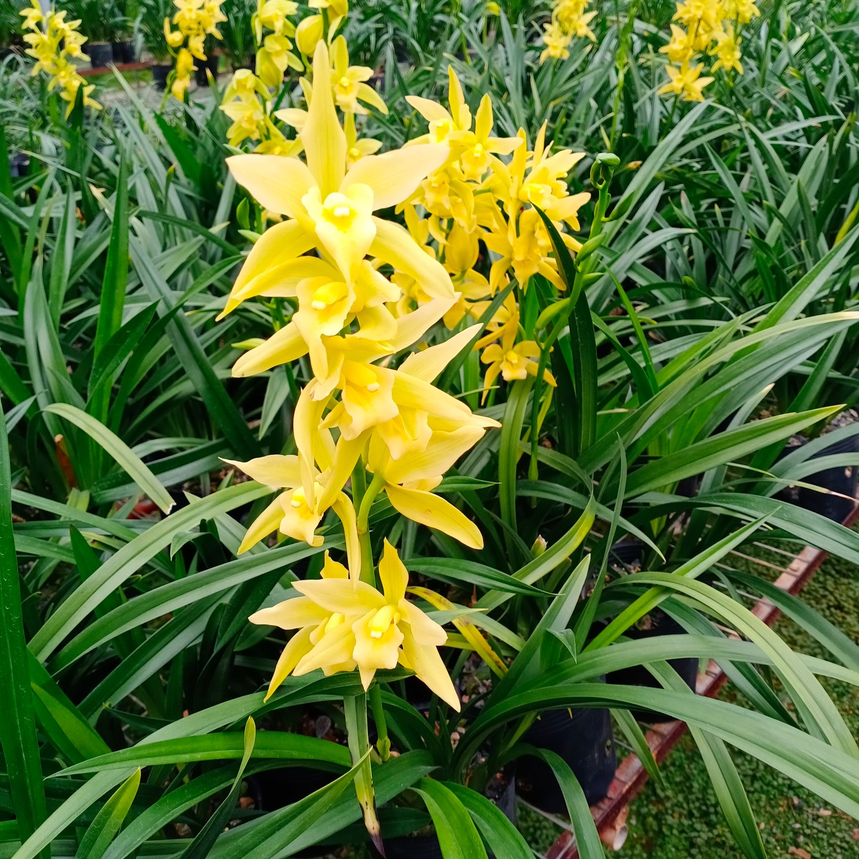 绿翡翠兰花苗黄色浓香杂交兰 盆栽绿植室兰草带花苞
