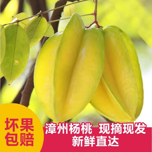 漳州杨桃应季水果多汁香甜一件代发