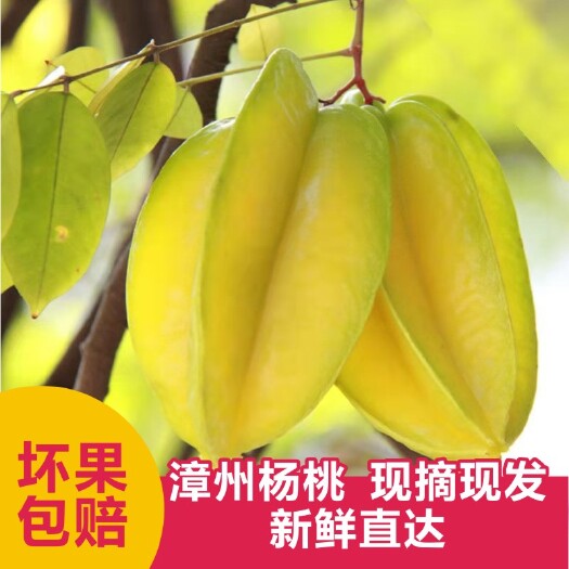 漳州杨桃应季孕妇水果多汁香甜一件代发