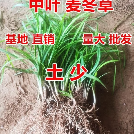 曹县新鲜麦冬草麦冬苗大量供应，支持种植技术长年回收，支持视频看货