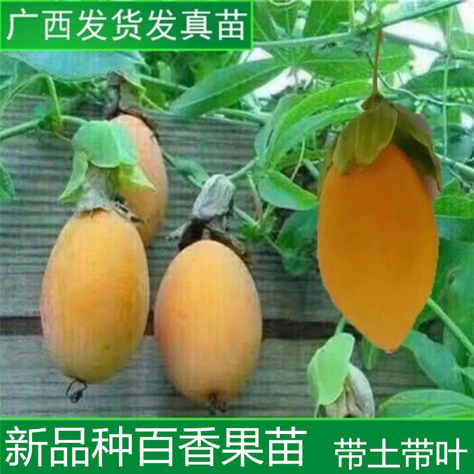 金蜜百香果苗1个2斤重爬藤带土满天星黄金百香果苗香蕉百香