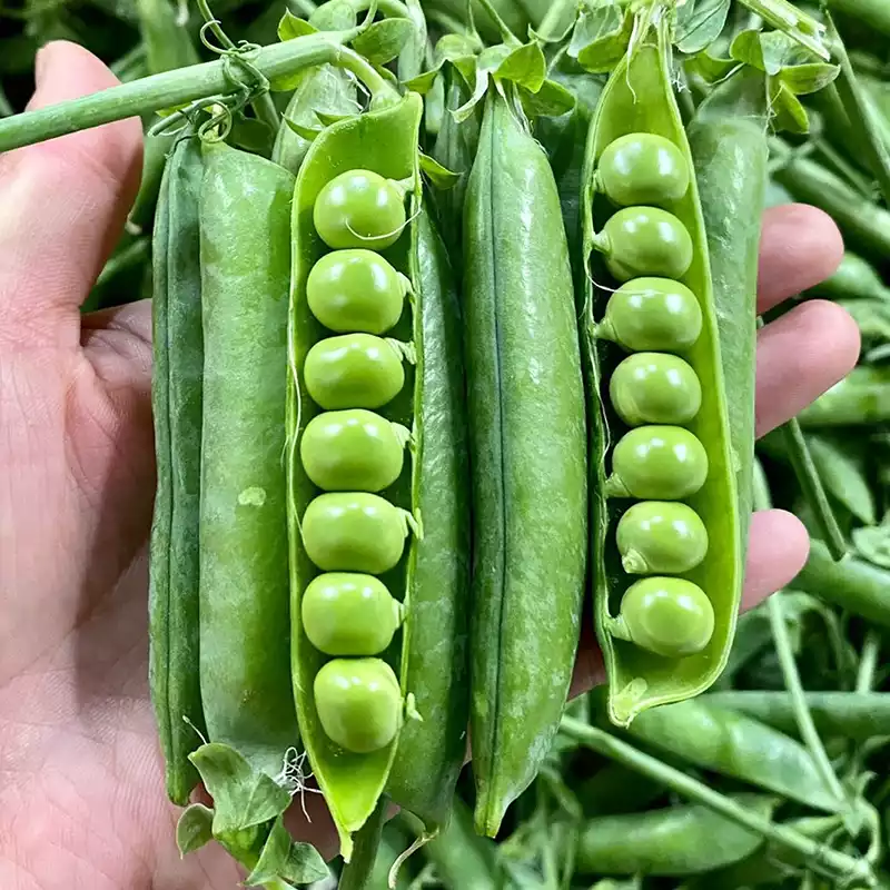 长寿仁豌豆710cm饱满