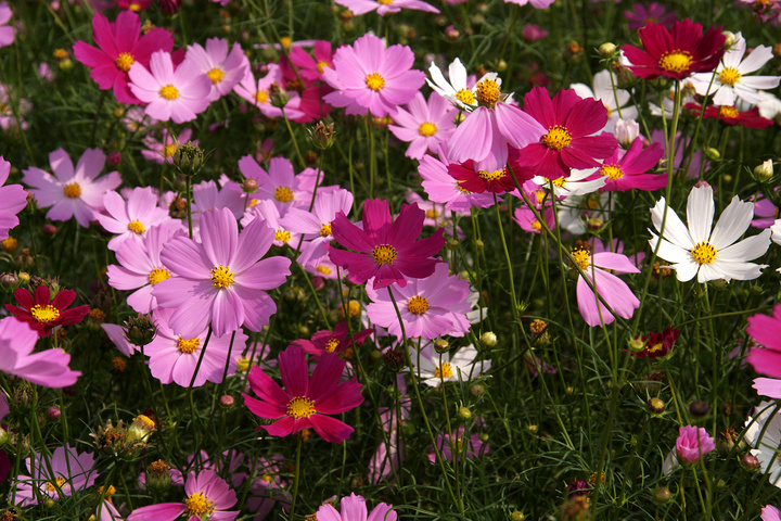 波斯菊花海打造绿化工程专用