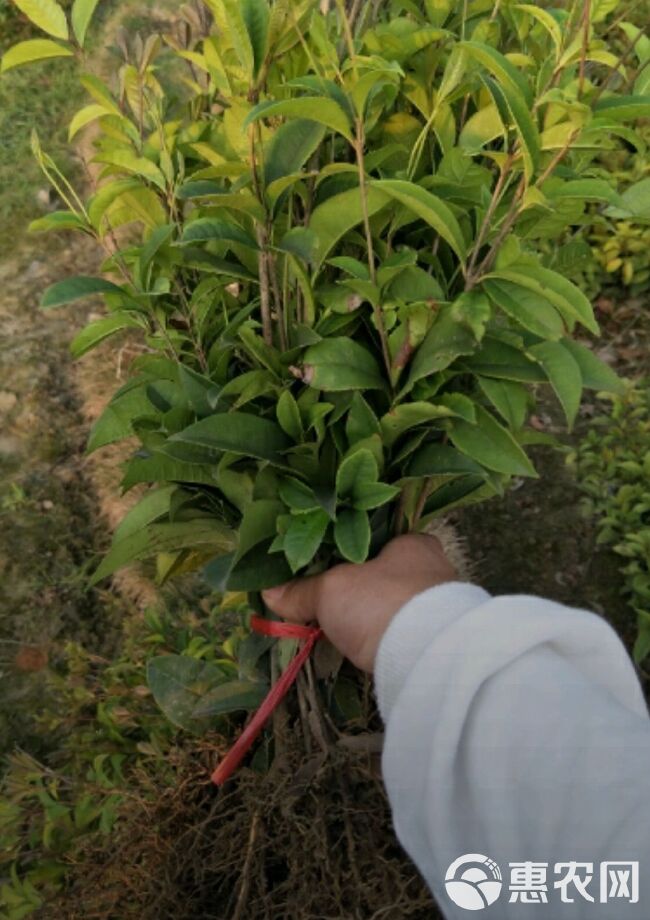 桂花树苗  优质桂花苗    金桂、银桂、丹桂