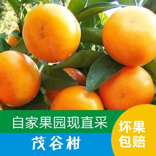 茂谷柑新鲜水果汁多味甜现摘现发批发代发