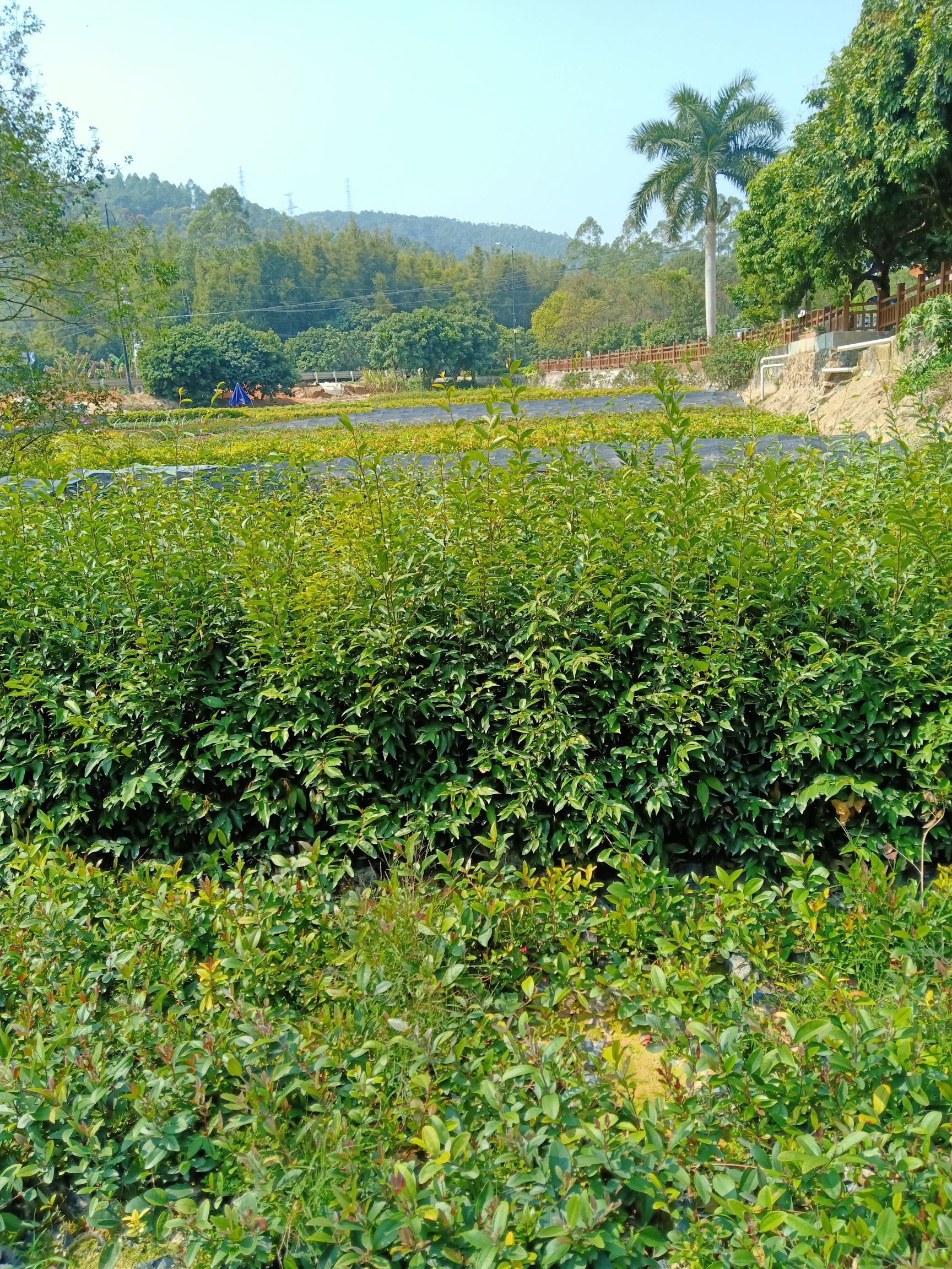 红椎树苗  40一80起绿油油的红椎苗欢迎各位老板砸单哦！