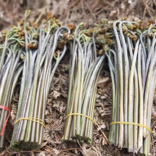 赫章县蕨菜如意菜龙爪菜野生蕨菜价格随行就市提供一件代发