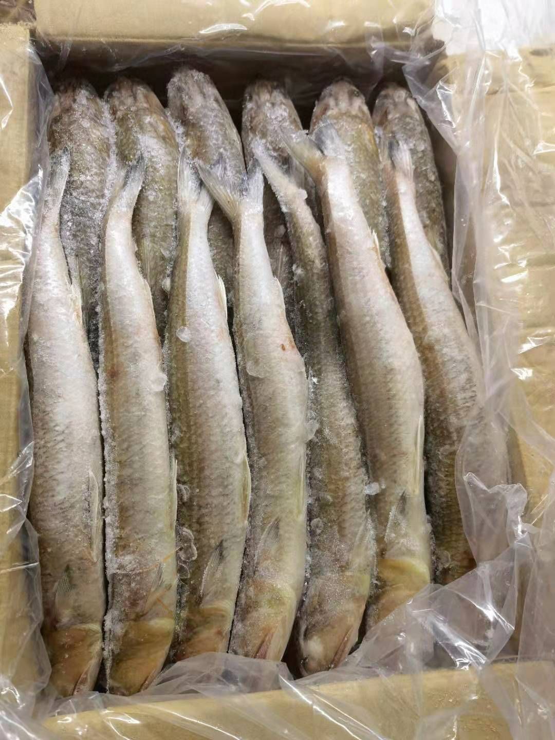 龙头鱼 九母鱼 狗母鱼 大量批发 福州发货 质量保证