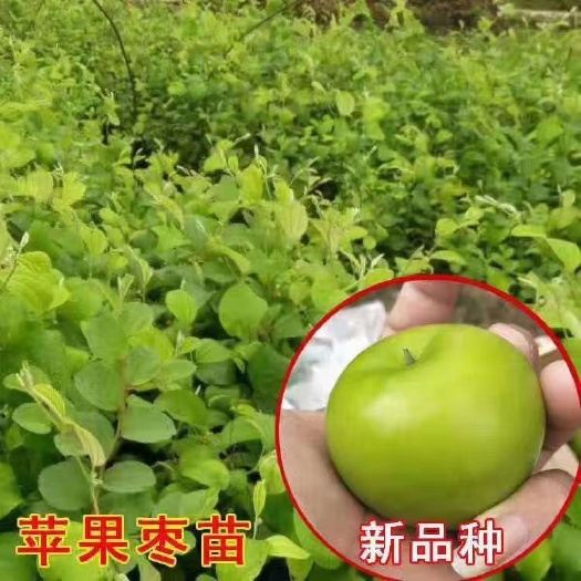 灵山县青枣苗  大青枣果树苗，易管理，当年种植当年结果