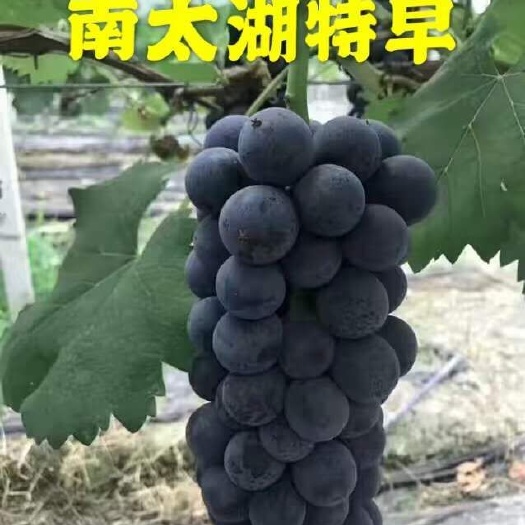 徐州葡之梦葡萄苗  南太湖特早葡萄苗，嫁接苗基地培育直销
