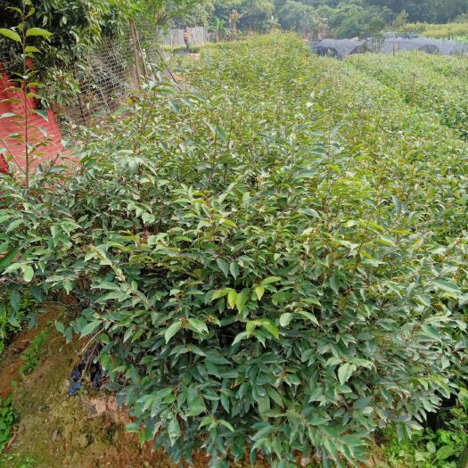 广州红椎树苗  40一80起绿油油的红椎苗欢迎各位老板砸单哦！