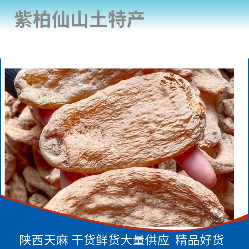 红天麻  秦岭深山林下种植高品质天麻纯干无硫个头饱满产地货源