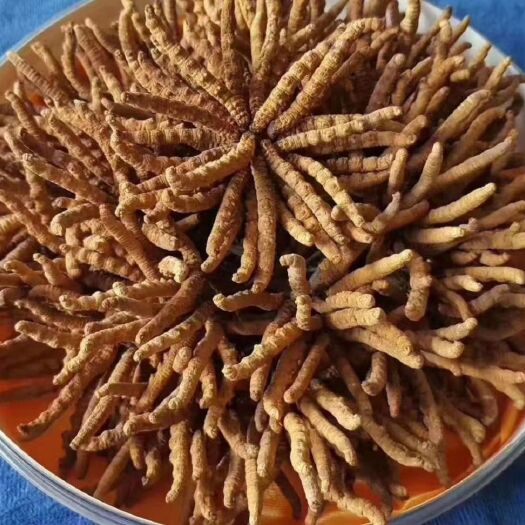 临潭县 青海玉树精品冬虫夏草