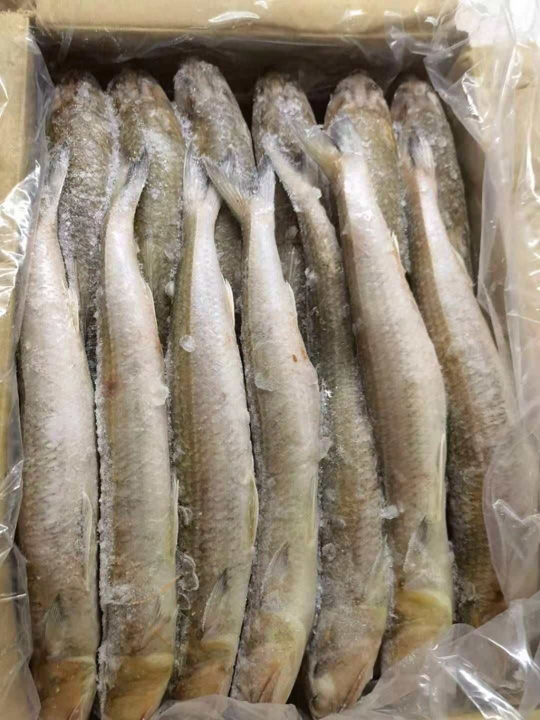 龙头鱼 九母鱼 狗母鱼 大量批发 福州发货 质量保证