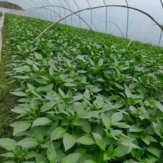 醴陵市醴东合作社，优质线椒苗，川椒苗，牛角椒苗，基地直销