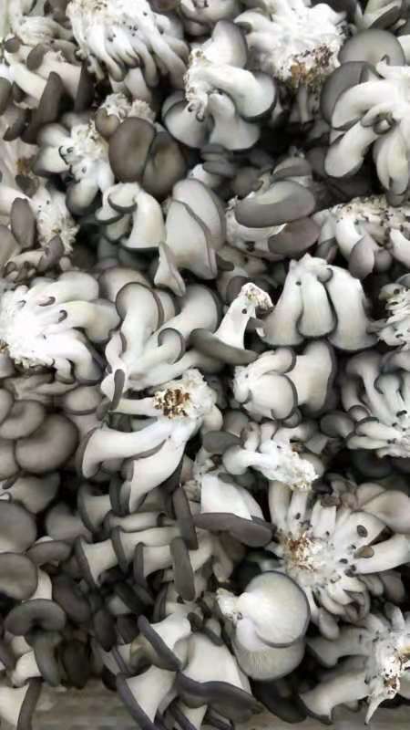 莘县 精品秀珍菇，不打农药，工厂化管理