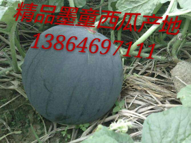 山东潍坊墨童西瓜产地批发价格便宜
