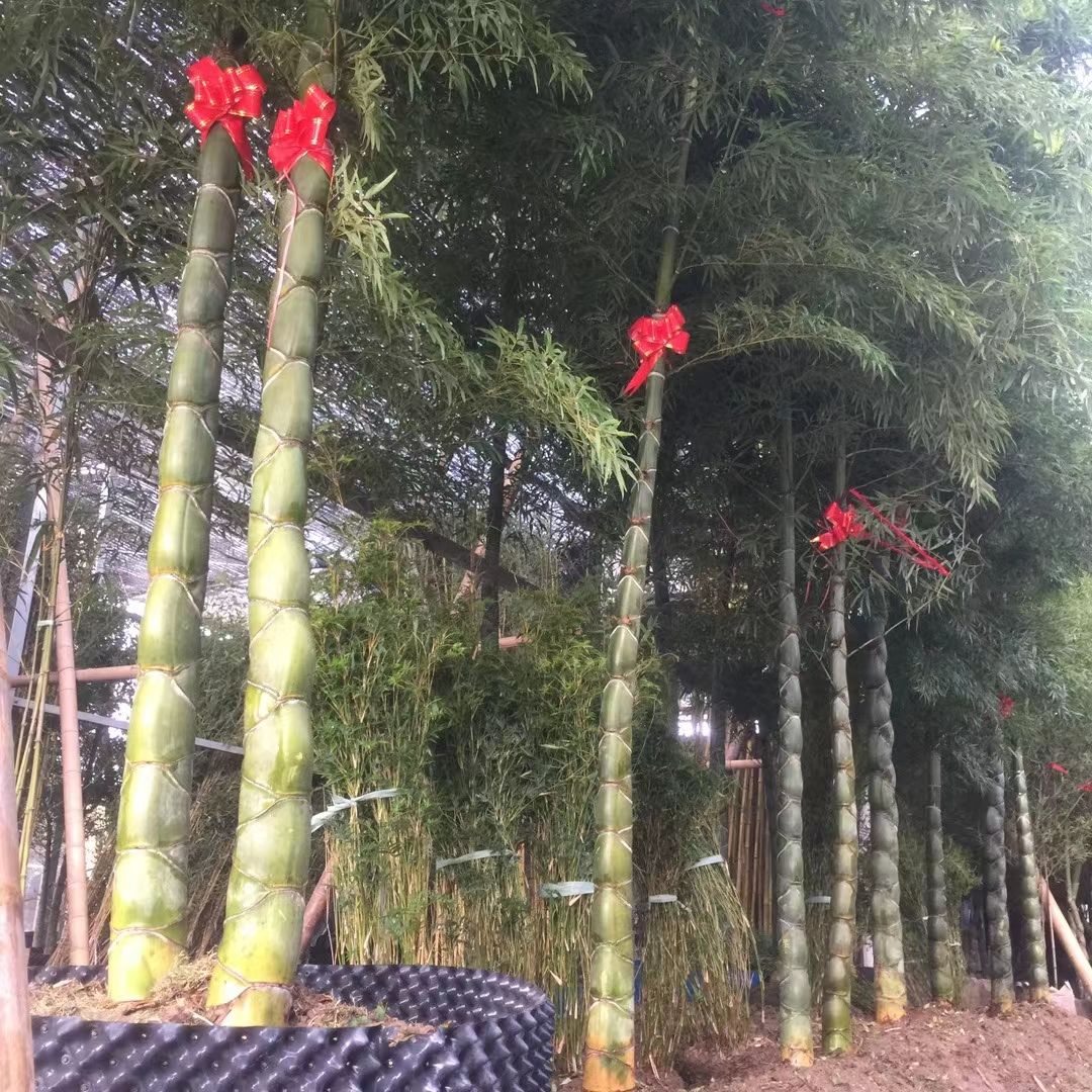 青皮竹 基地直销竹苗，紫竹，青竹，淡竹，早园竹，金镶玉，黄金竹，黄槽