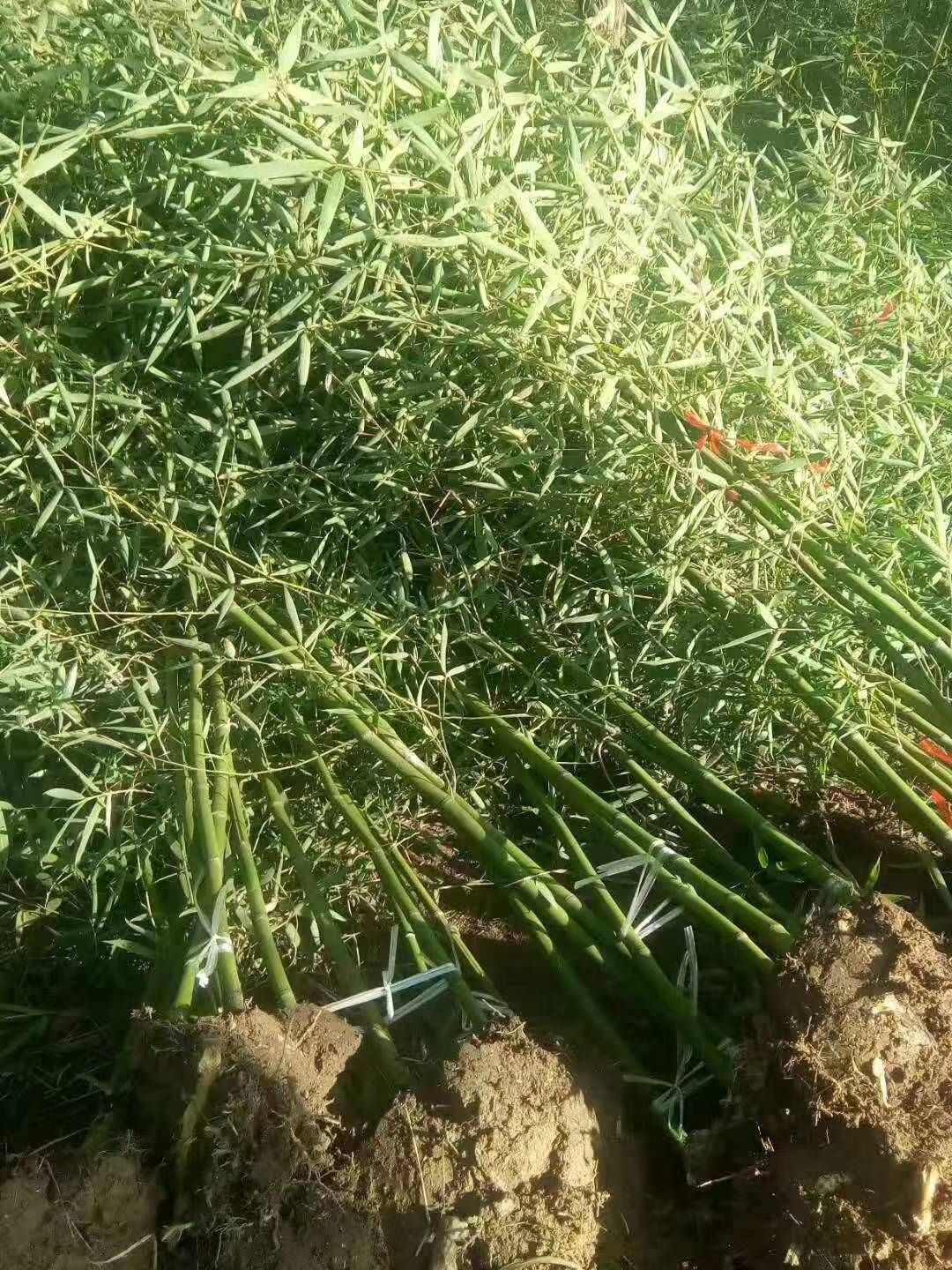 青皮竹 基地直销竹苗，紫竹，青竹，淡竹，早园竹，金镶玉，黄金竹，黄槽