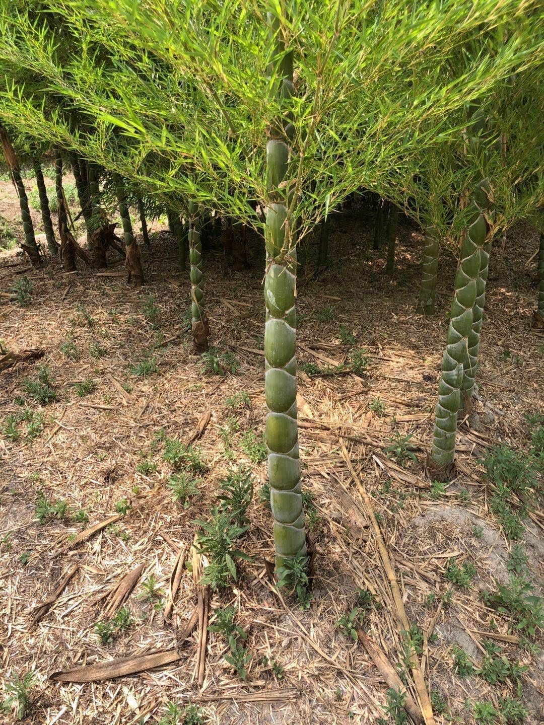 青皮竹 基地直销竹苗，紫竹，青竹，淡竹，早园竹，金镶玉，黄金竹，黄槽