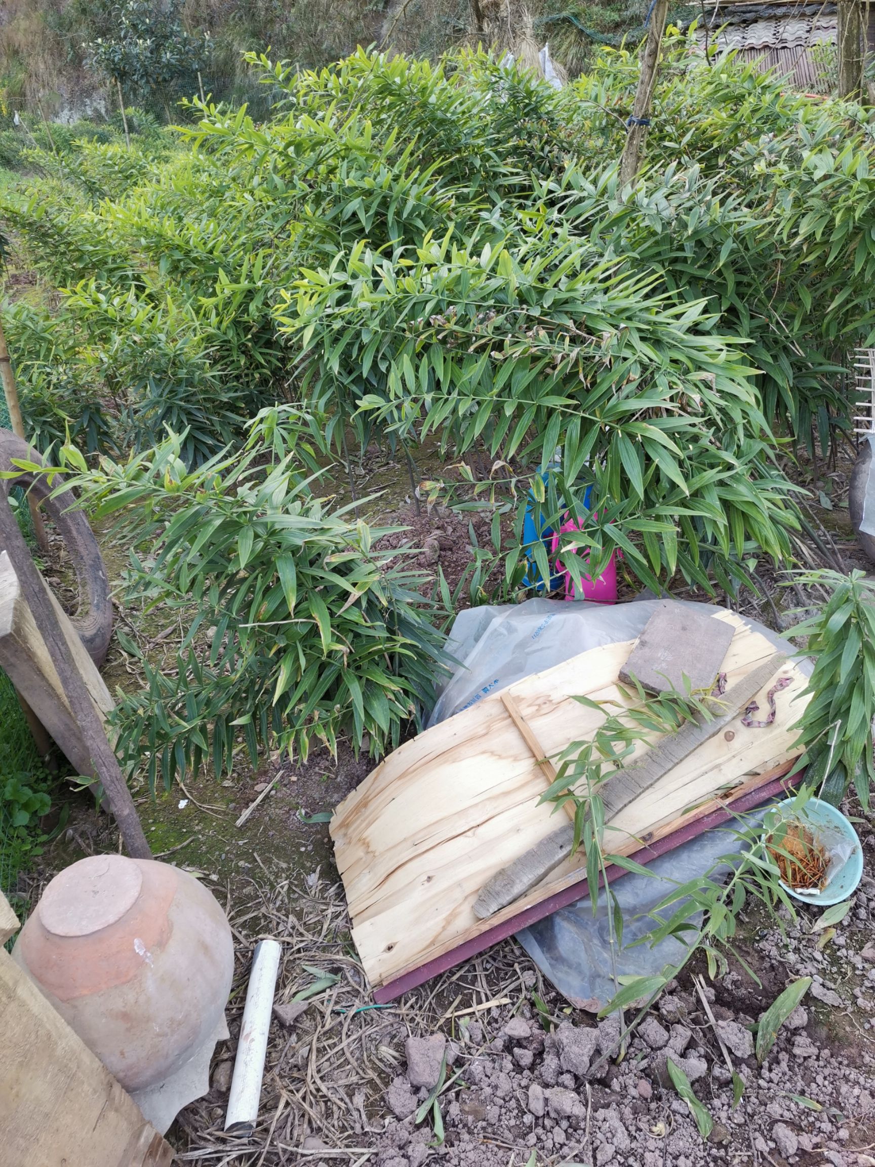 黄精种苗2年种苗，芽头