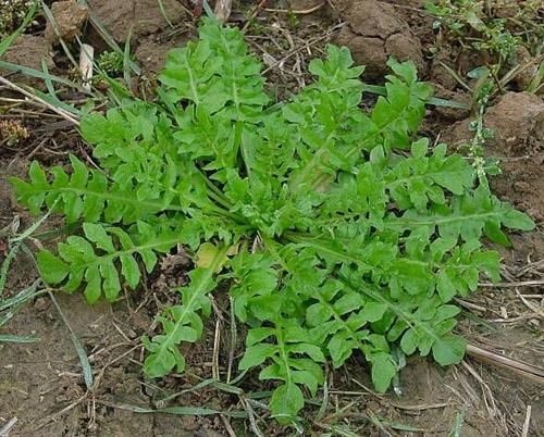 平度市农民现挖荠菜