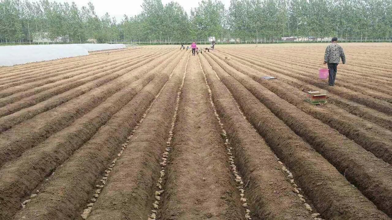 精品大黄姜，二黄姜，小黄姜，产地一茬高产姜种大量供应