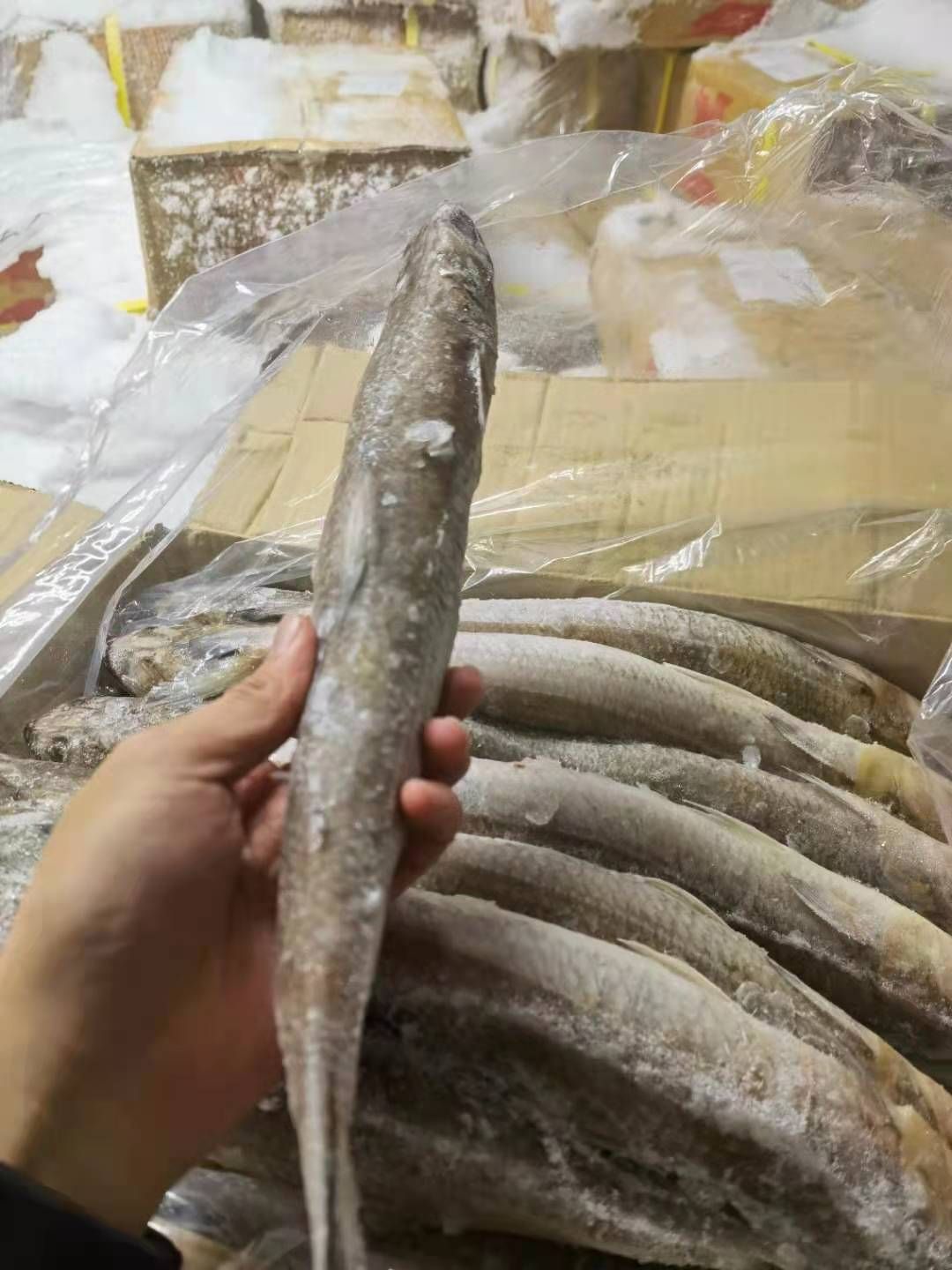 龙头鱼 九母鱼 狗母鱼 大量批发 福州发货 质量保证