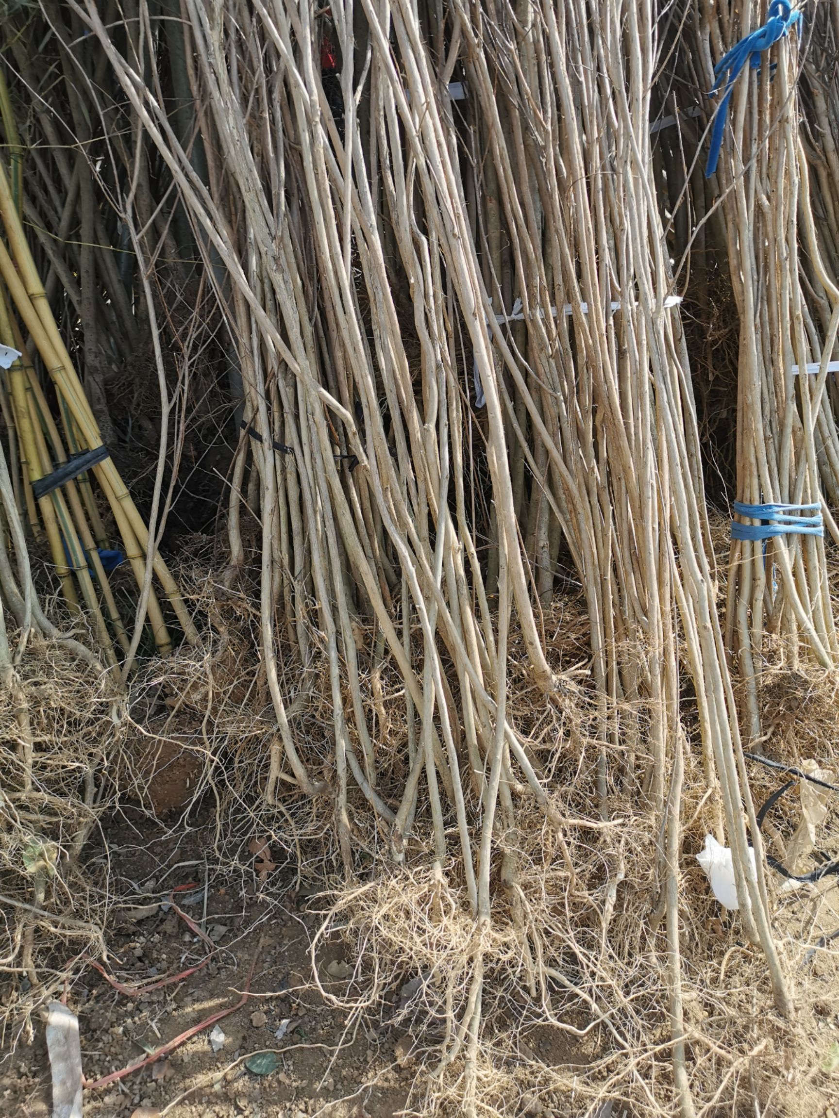  紫薇树苗一公分两公分三公分的规格齐全