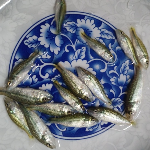 广州加州鲈鱼  加洲鲈鱼苗