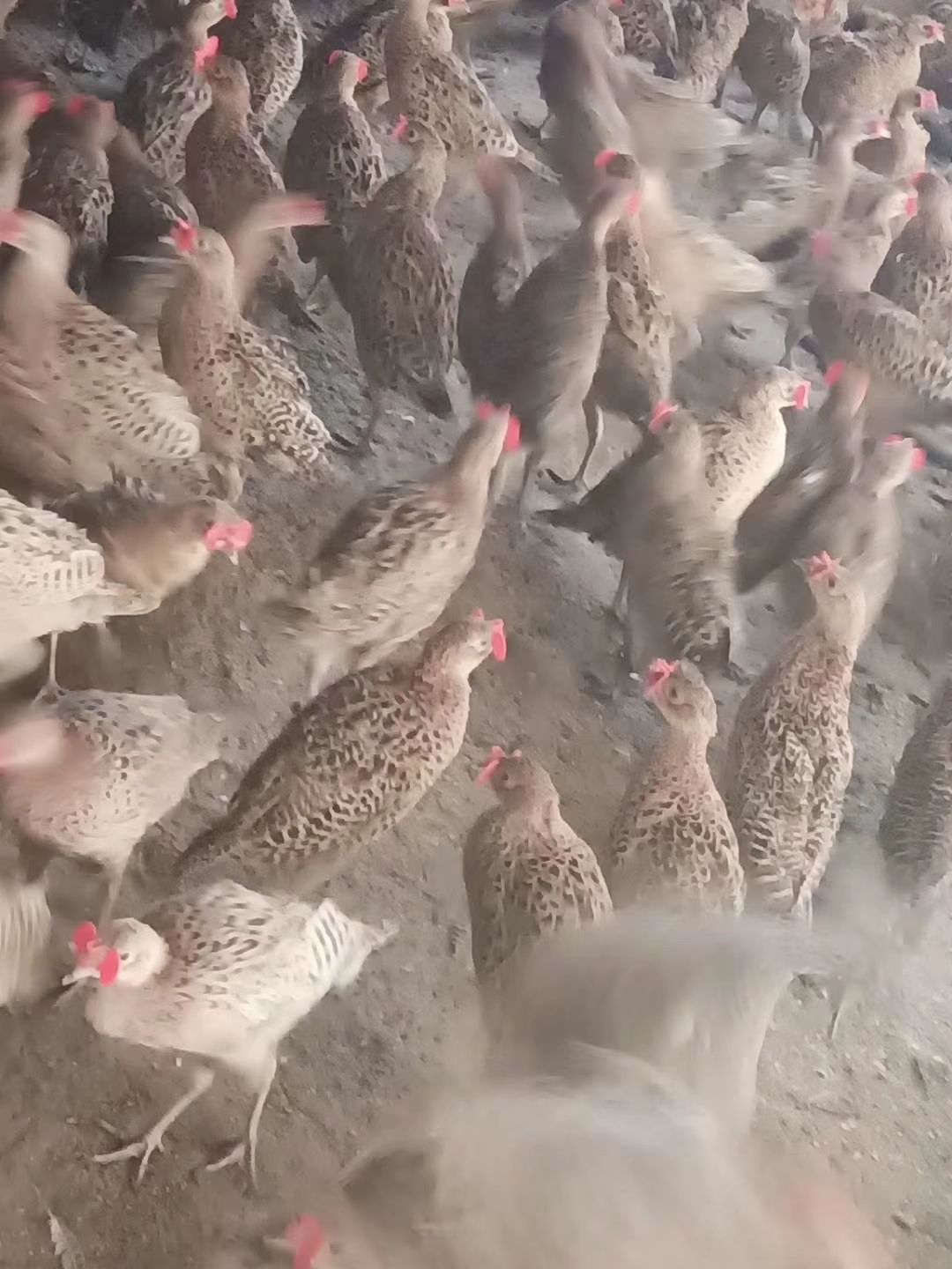 七彩山鸡  母鸡  两只起批  快递包邮
