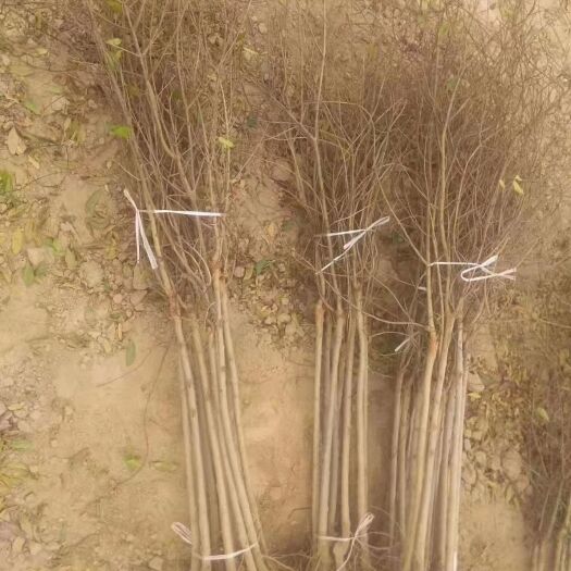 荥阳市蒙阳红石榴苗 红心软籽石榴树苗，原生苗，嫁接苗