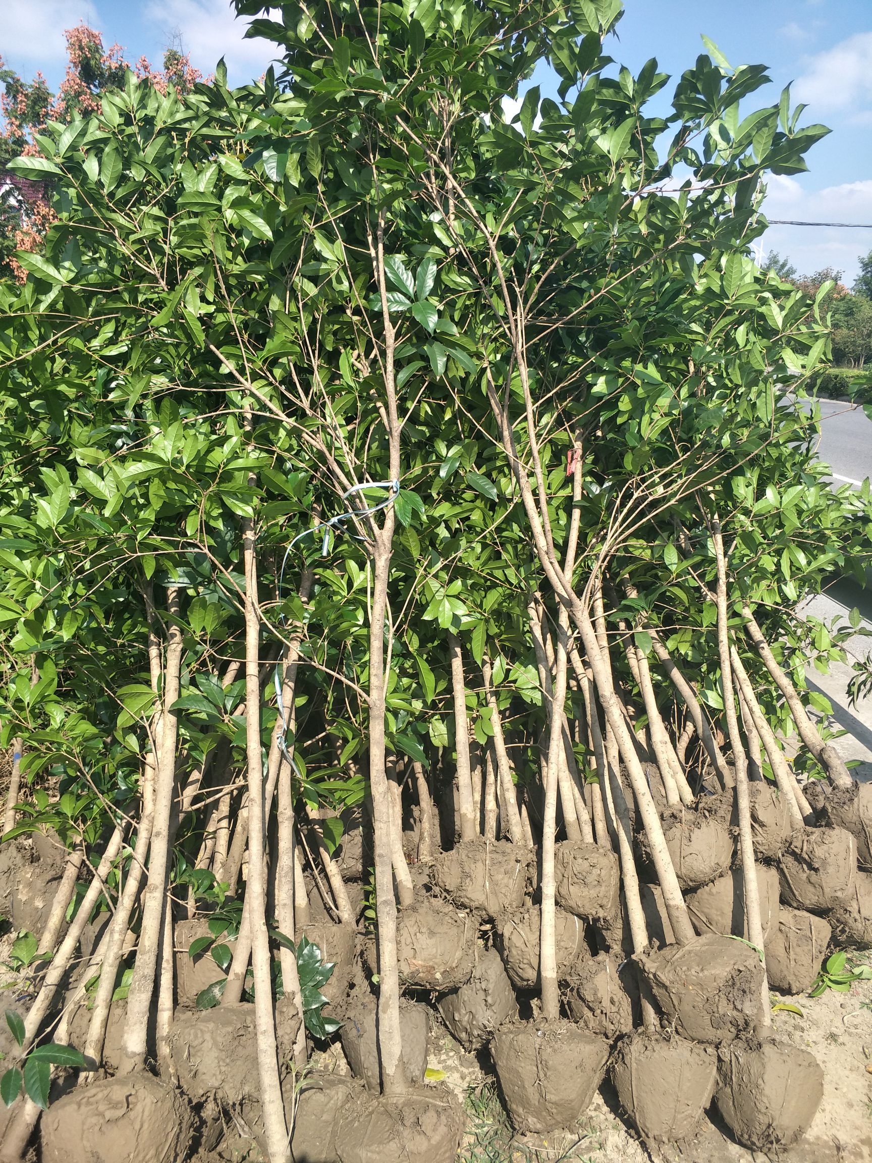桂花树苗  优质桂花苗    金桂、银桂、丹桂
