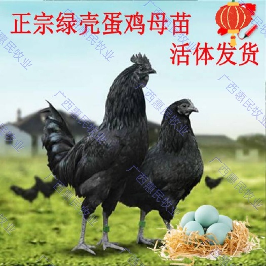 南宁乌骨鸡苗  (蛋鸡苗)五黑绿壳蛋鸡苗  滋补土乌鸡苗厂家