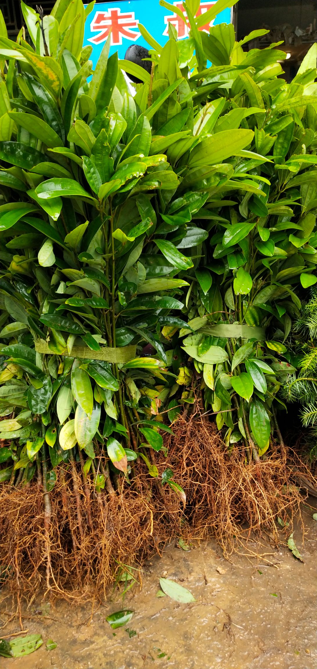 肉桂苗 有没有看上的,支持快递,保湿发货,桂就是贵,一年比一年贵