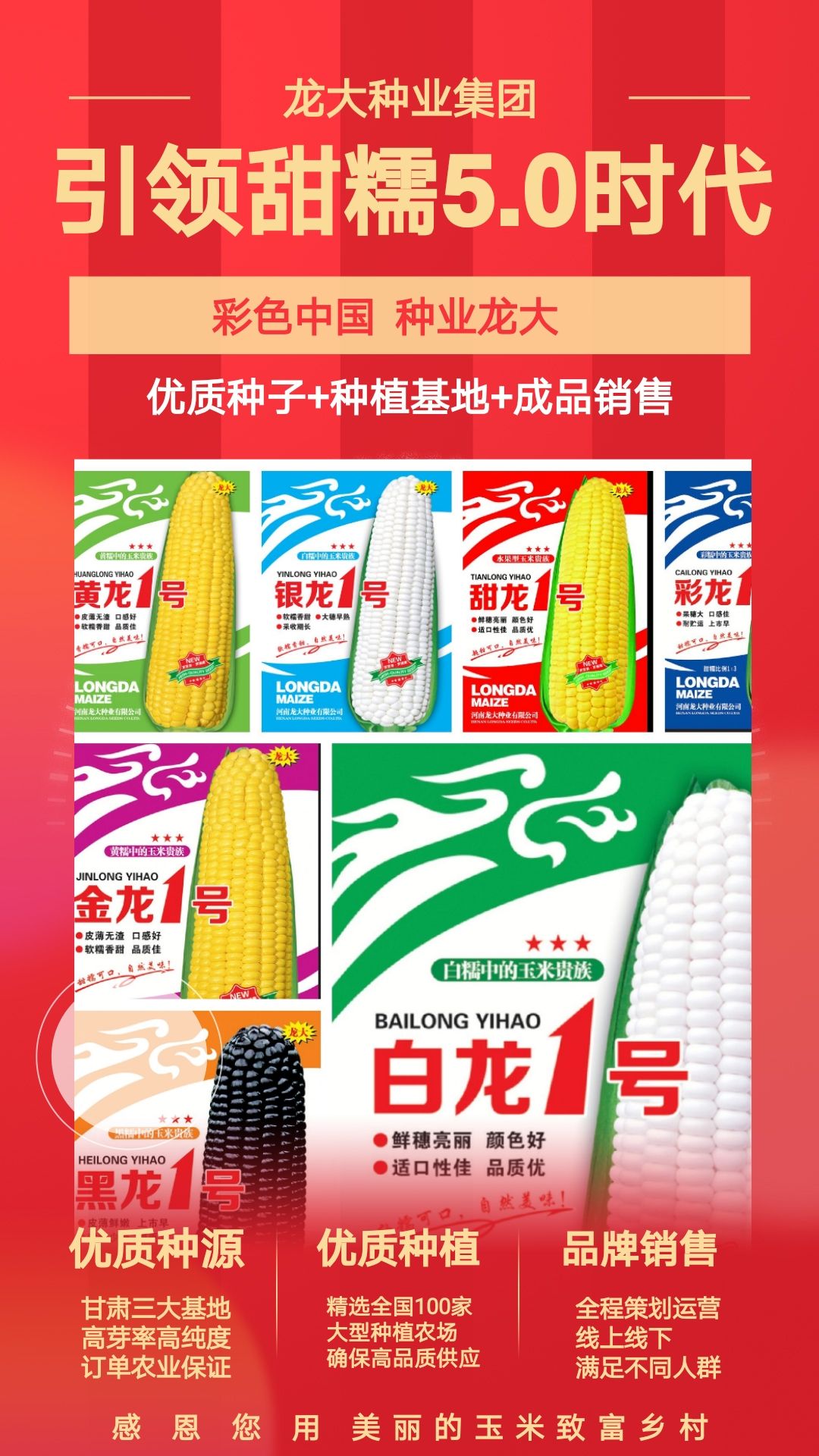 杂交黑龙1号甜糯可口穗大行多全国种植易管理