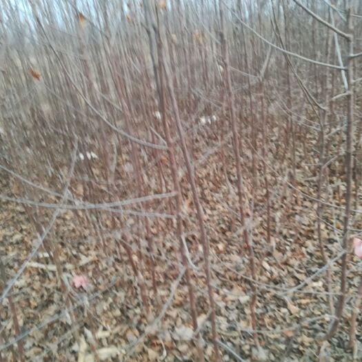 安国市苹果树苗 斗南矮化苹果树成苗