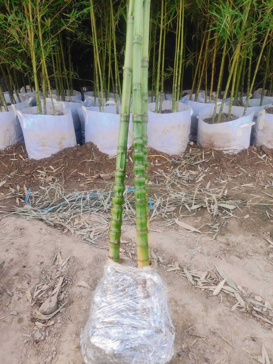 青皮竹 基地直销竹苗，紫竹，青竹，淡竹，早园竹，金镶玉，黄金竹，黄槽