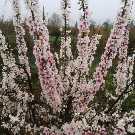 会同县 小樱桃苗钙果蜜蜜果苗