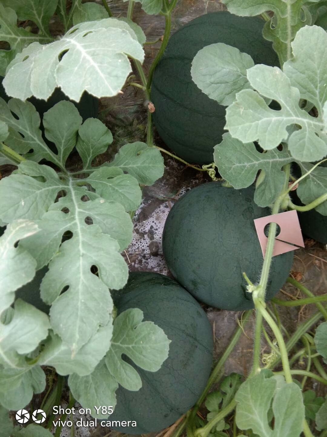 山东潍坊墨童西瓜产地批发价格便宜