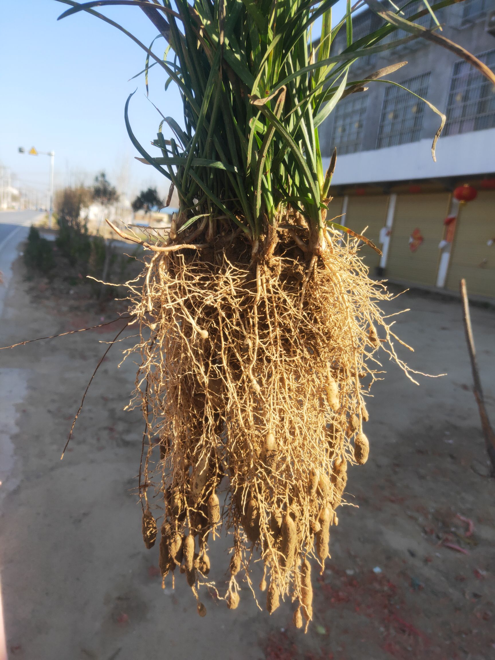 山东中叶麦冬草基地，麦冬苗大量出售，支持视频看货，有意者联系