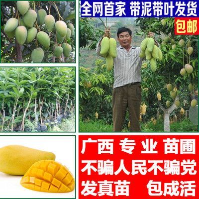灵山县大果金煌芒果苗