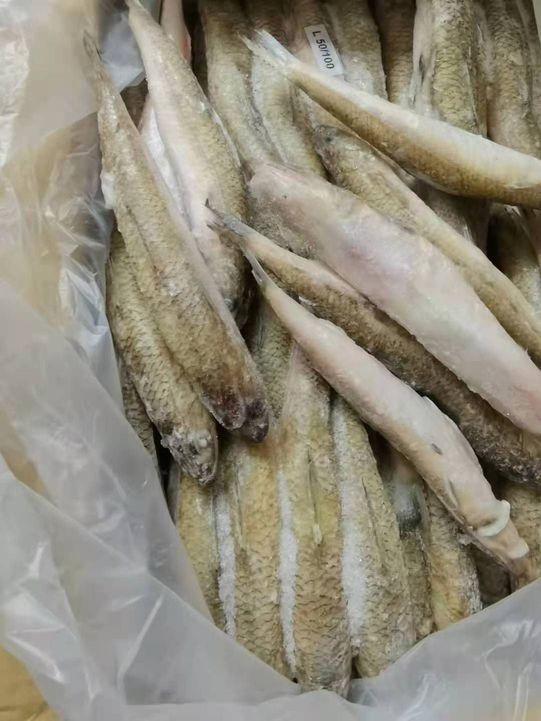 龙头鱼 九母鱼 狗母鱼 大量批发 福州发货 质量保证