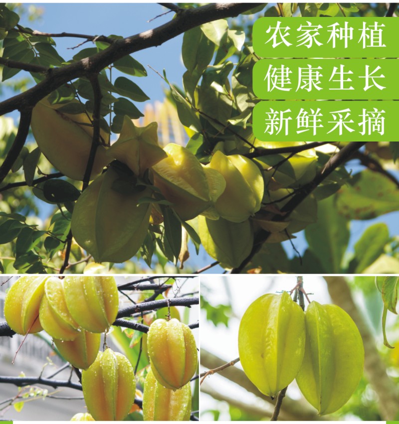 杨桃应季水果多汁香甜一件代发