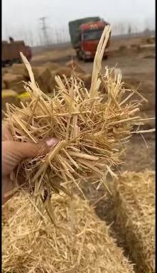 唐山稻草 牛羊饲料 柔丝稻草